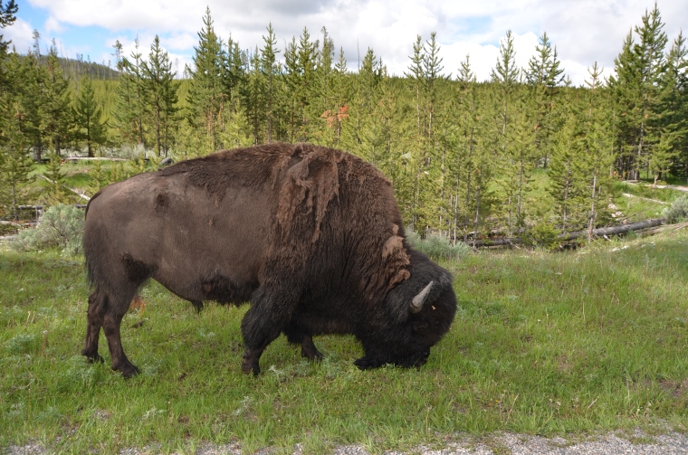 American bison!